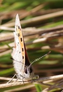 Ildgullvinge (Lycaena phlaeas)