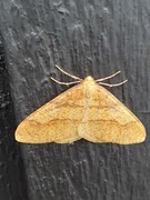 Scarce Umber (Agriopis aurantiaria)
