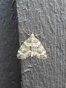 Autumn Green Carpet (Chloroclysta miata)