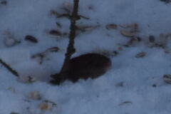 Bank vole (Myodes glareolus)