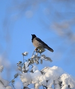 Hooded Crow (Corvus cornix)