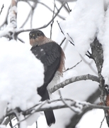 Spurvehauk (Accipiter nisus)