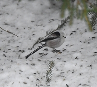 Stjertmeis (Aegithalos caudatus)