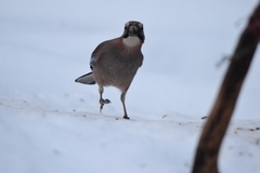 Nøtteskrike (Garrulus glandarius)