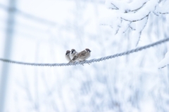 Eurasian Tree Sparrow (Passer montanus)