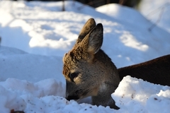 Roe Deer (Capreolus capreolus)