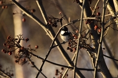 Coal Tit (Periparus ater)