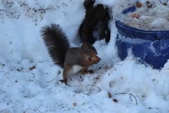 Eurasian Red Squirrel (Sciurus vulgaris)