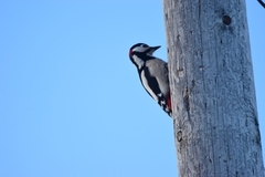 Great Spotted Woodpecker (Dendrocopos major)
