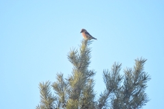 Common Crossbill (Loxia curvirostra)