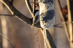 Willow Tit (Poecile montanus)