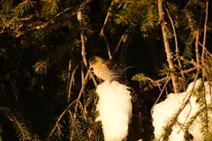 Eurasian Siskin (Spinus spinus)