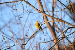 Yellowhammer (Emberiza citrinella)