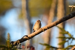 Eurasian Tree Sparrow (Passer montanus)