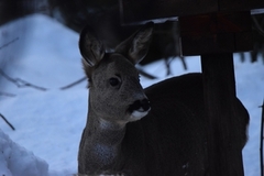 Roe Deer (Capreolus capreolus)