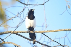 Eurasian Magpie (Pica pica)