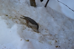 Nuthatch (Sitta europaea)