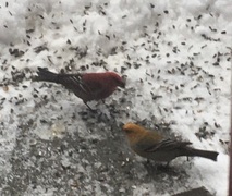 Pine Grosbeak (Pinicola enucleator)