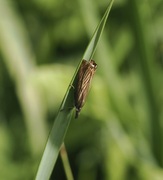 Garden Grass-veneer (Chrysoteuchia culmella)