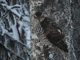 Spurvehauk (Accipiter nisus)