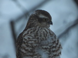 Spurvehauk (Accipiter nisus)