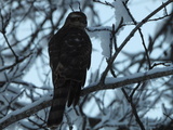 Spurvehauk (Accipiter nisus)