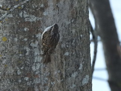 Trekryper (Certhia familiaris)