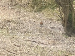 Rødstrupe (Erithacus rubecula)