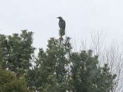 Hooded Crow (Corvus cornix)