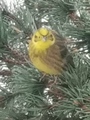 Gulspurv (Emberiza citrinella)