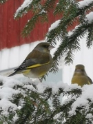 Grønnfink (Carduelis chloris)