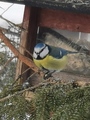 Blåmeis (Cyanistes caeruleus)