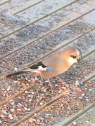 Nøtteskrike (Garrulus glandarius)