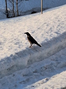 Hooded Crow (Corvus cornix)