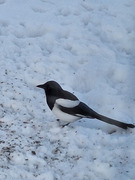 Eurasian Magpie (Pica pica)