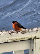 Eurasian Bullfinch (Pyrrhula pyrrhula)
