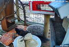 Stær (Sturnus vulgaris)