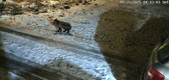 Rødrev (Vulpes vulpes)