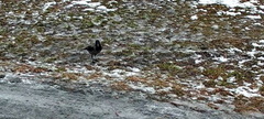 Hooded Crow (Corvus cornix)