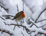 Rødstrupe (Erithacus rubecula)