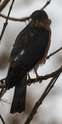 Eurasian Sparrowhawk (Accipiter nisus)
