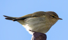 Chiffchaff (Phylloscopus collybita)