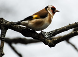 Stillits (Carduelis carduelis)