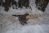 Nøtteskrike (Garrulus glandarius)