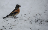 Bjørkefink (Fringilla montifringilla)