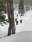 Willow Tit (Poecile montanus)