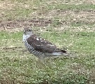 Hønsehauk (Accipiter gentilis)