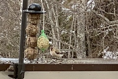 Polarsisik (Carduelis hornemanni)