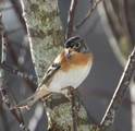 Bjørkefink (Fringilla montifringilla)