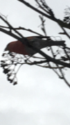 Pine Grosbeak (Pinicola enucleator)